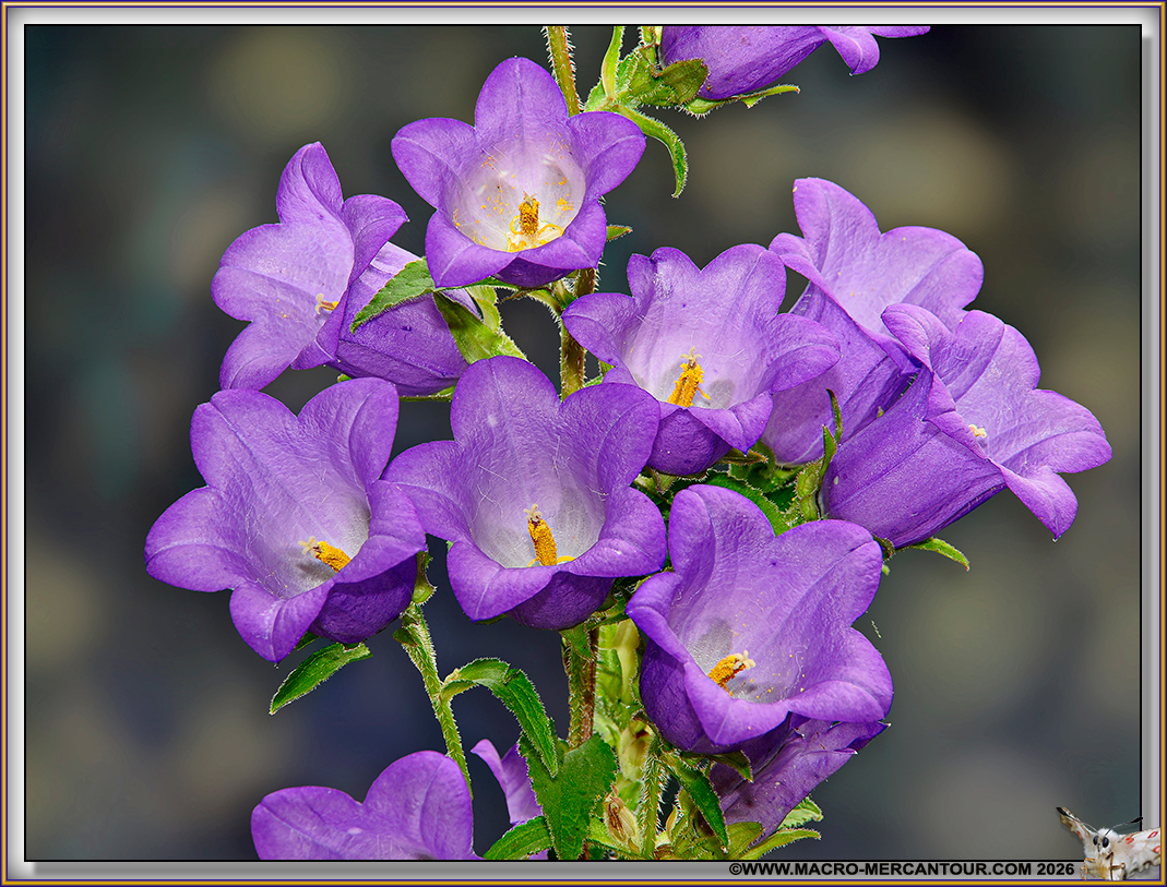 Campanules &agrave; feuille d'Ortie